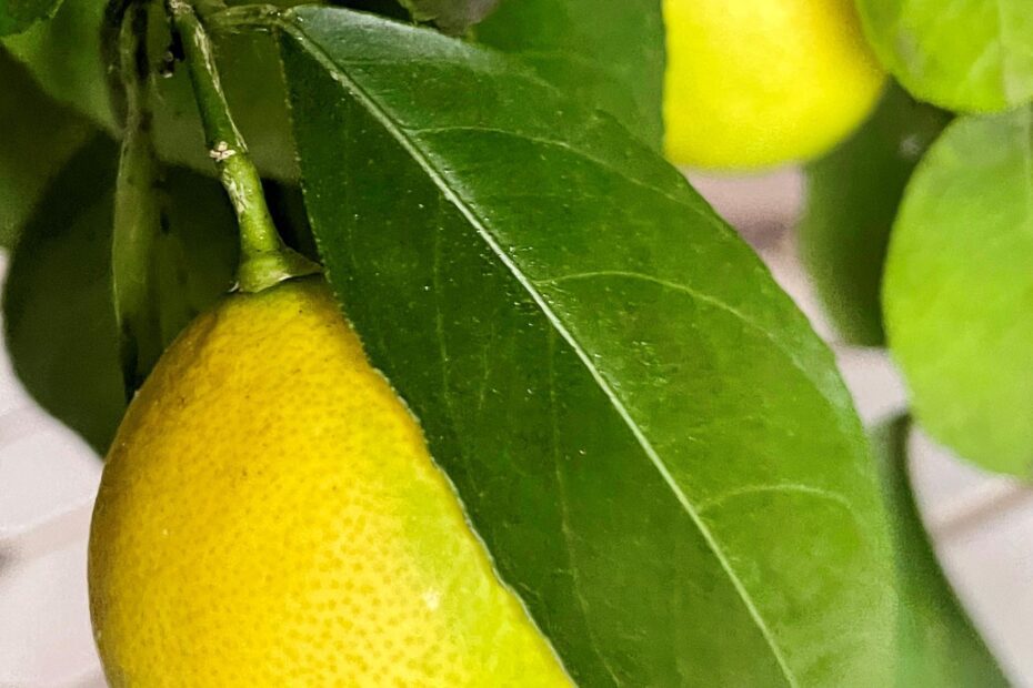 can you grow lemon trees in wisconsin