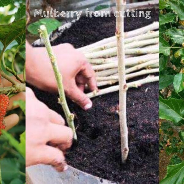 can you grow mulberry trees from cuttings
