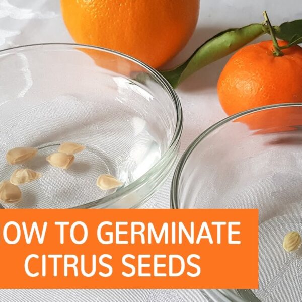 can you grow satsumas from seeds