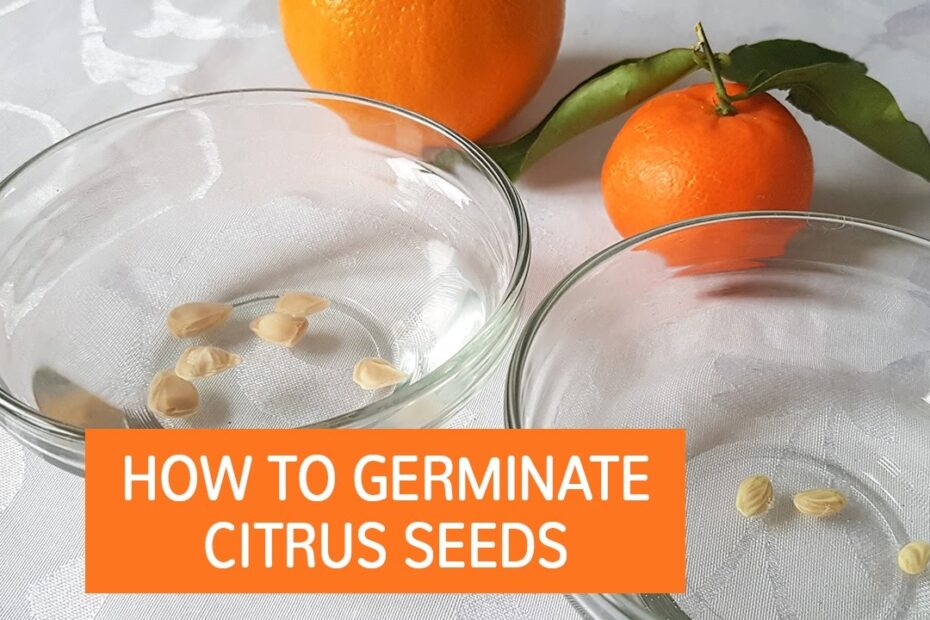 can you grow satsumas from seeds