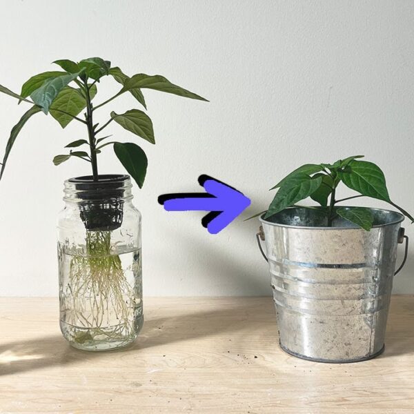 can you plant a hydroponic plant in soil