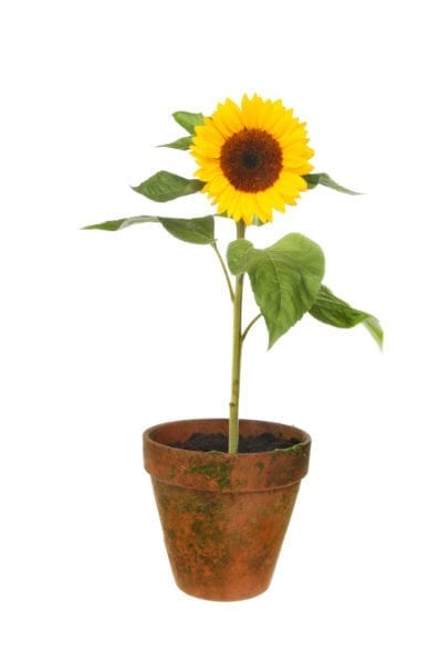 Can You Plant a Sunflower in a Pot