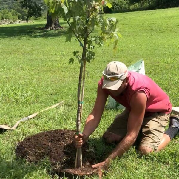 can you plant a tree in summer