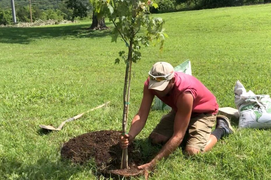 can you plant a tree in summer