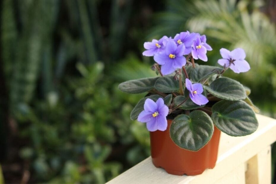 Can You Plant African Violets Outside