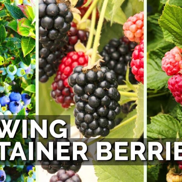 can you plant blueberries raspberries and blackberries together