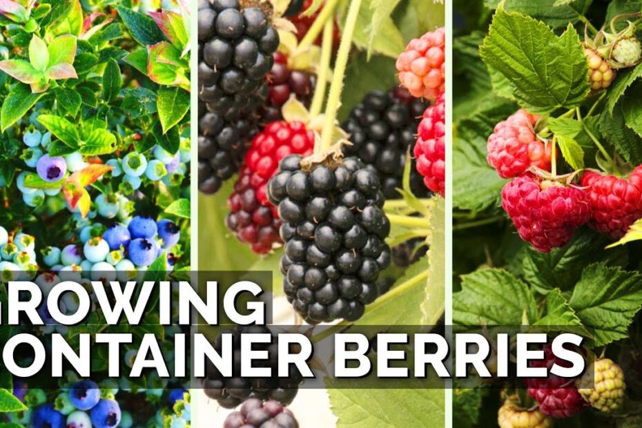 can you plant blueberries raspberries and blackberries together