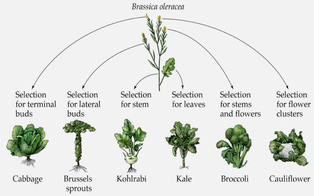 Can You Plant Broccoli and Brussel Sprouts Together