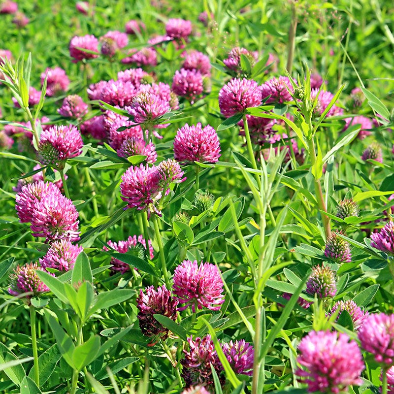 Can You Plant Clover in the Spring