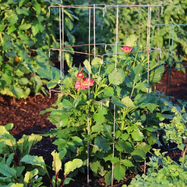 can you plant dahlias with vegetables