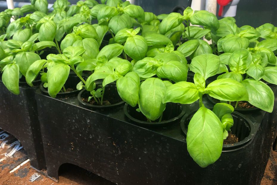 can you plant hydroponic basil in soil