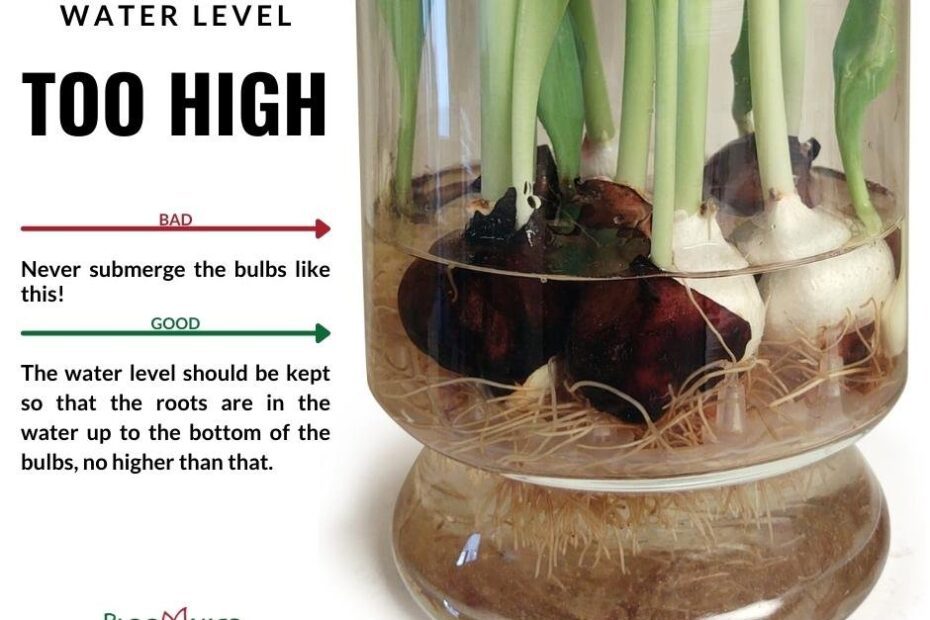 Can You Plant Hydroponic Tulip Bulbs