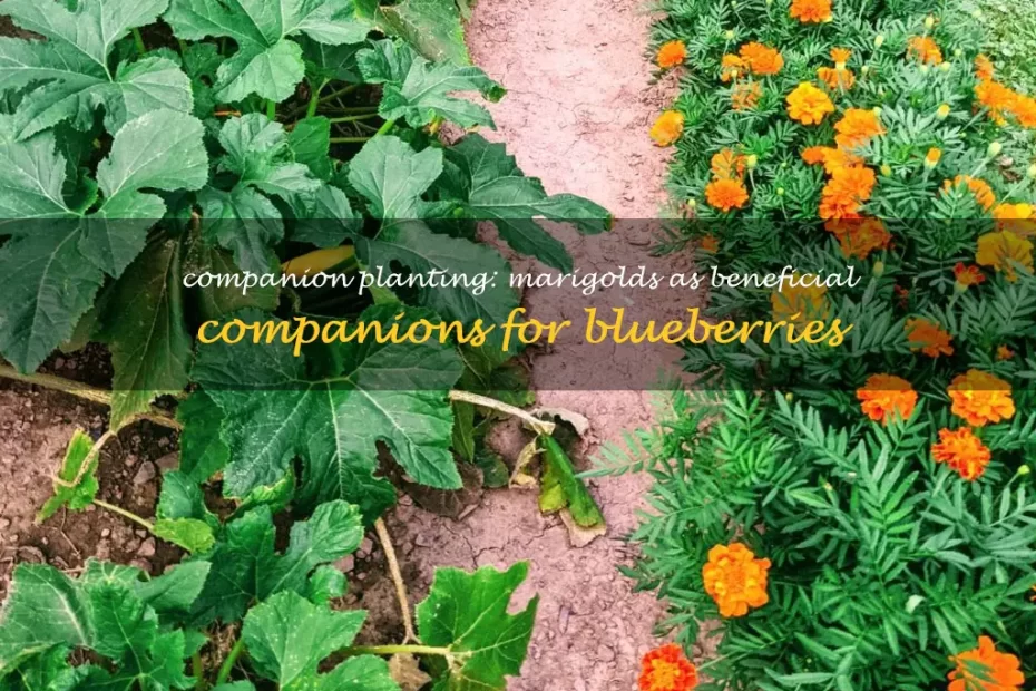 can you plant marigolds with blueberries