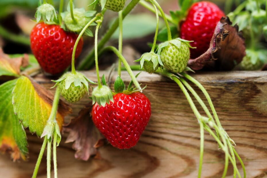 Can You Plant Raspberries and Strawberries Together