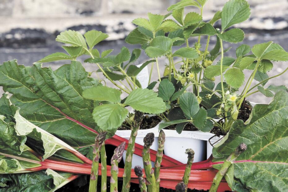 Can You Plant Rhubarb and Asparagus Together