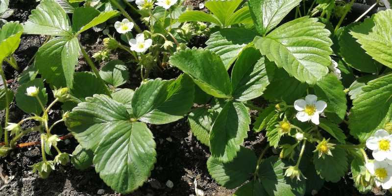 Can You Plant Strawberries and Raspberries Together