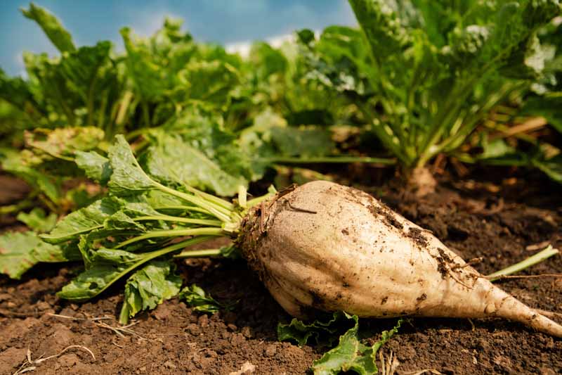 Can You Plant Sugar Beets in the Fall