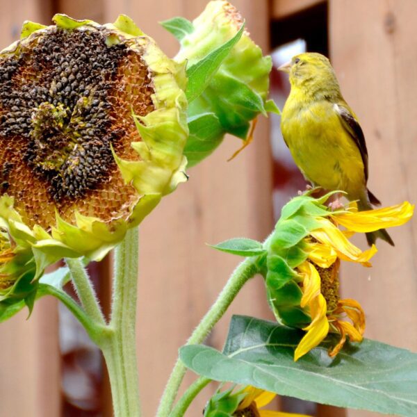 can you plant sunflower seeds for birds