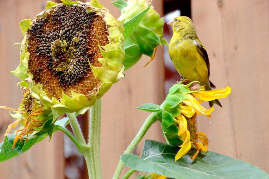 can you plant sunflower seeds for birds