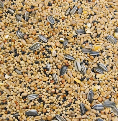 can you plant sunflower seeds from bird feed