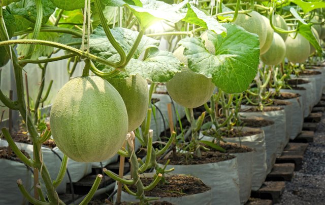 Can You Plant Tomatoes and Cantaloupe Together