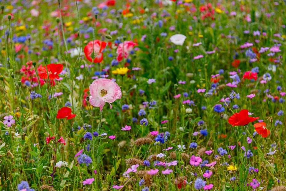 can you plant wildflowers in the summer