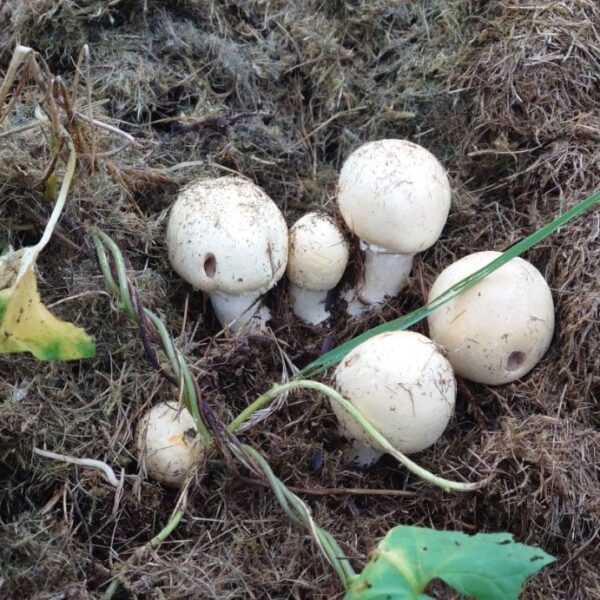 can you put mushrooms in compost