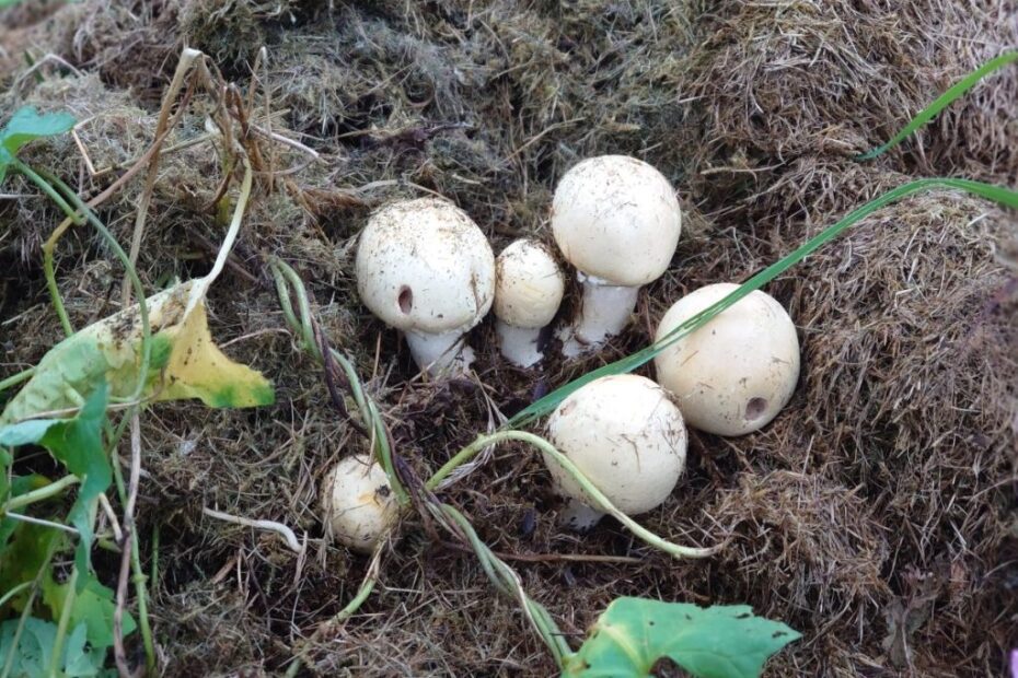 can you put mushrooms in compost