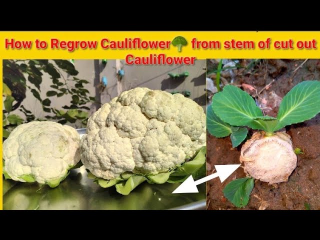 Can You Regrow Cauliflower