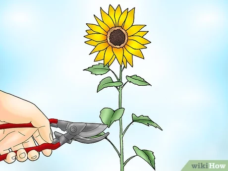 can you regrow cut sunflowers