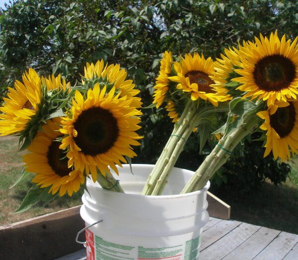 can you replant cut sunflowers