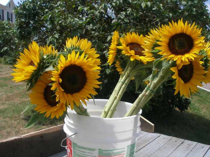 can you replant cut sunflowers