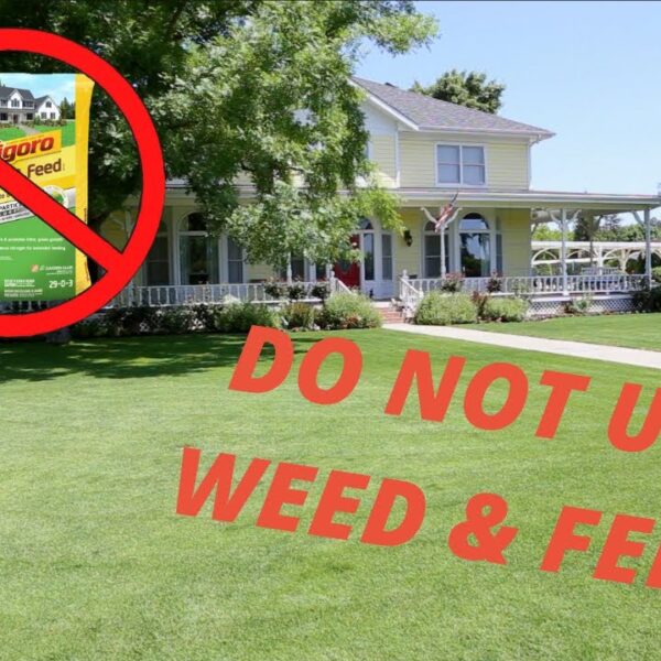 can you spray 24d after mowing