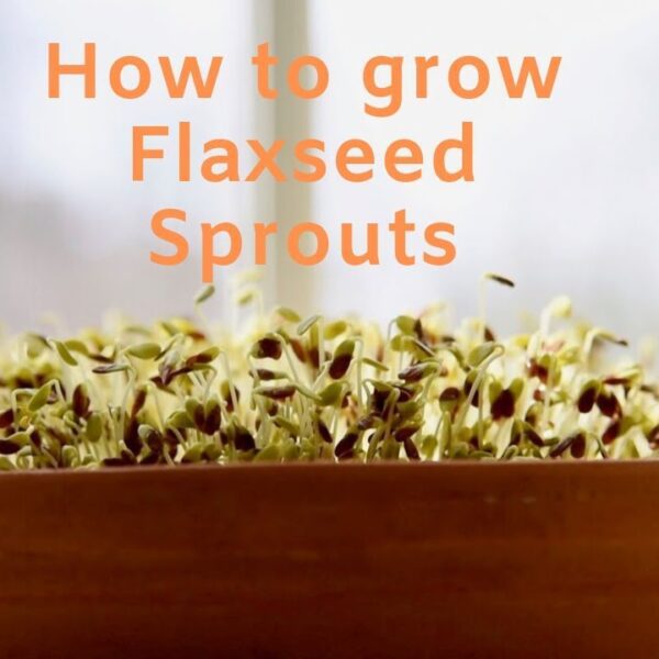 can you sprout flax seeds