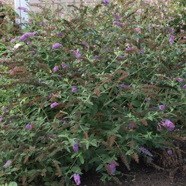 can you transplant a butterfly bush