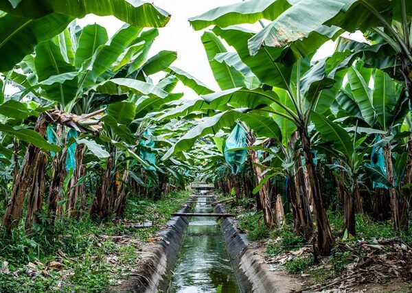 can you transplant banana trees in the fall