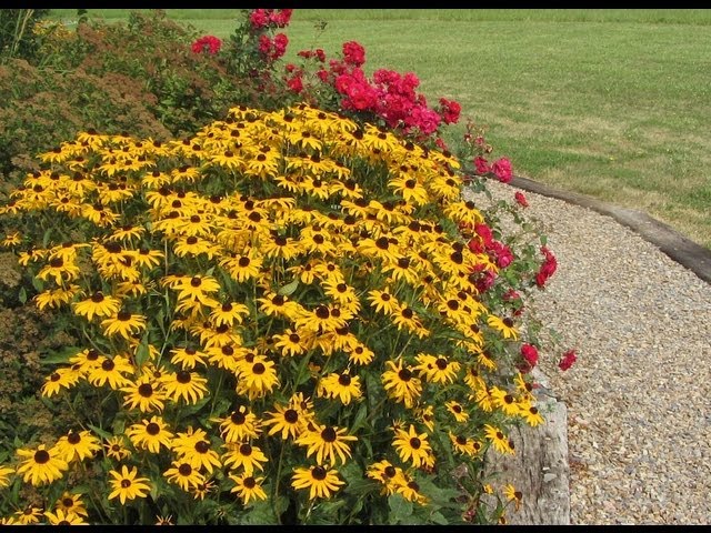 can you transplant black eyed susans