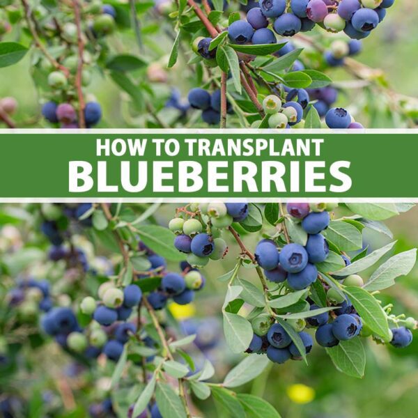 can you transplant blueberry bushes