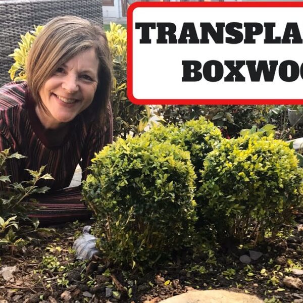 can you transplant boxwoods
