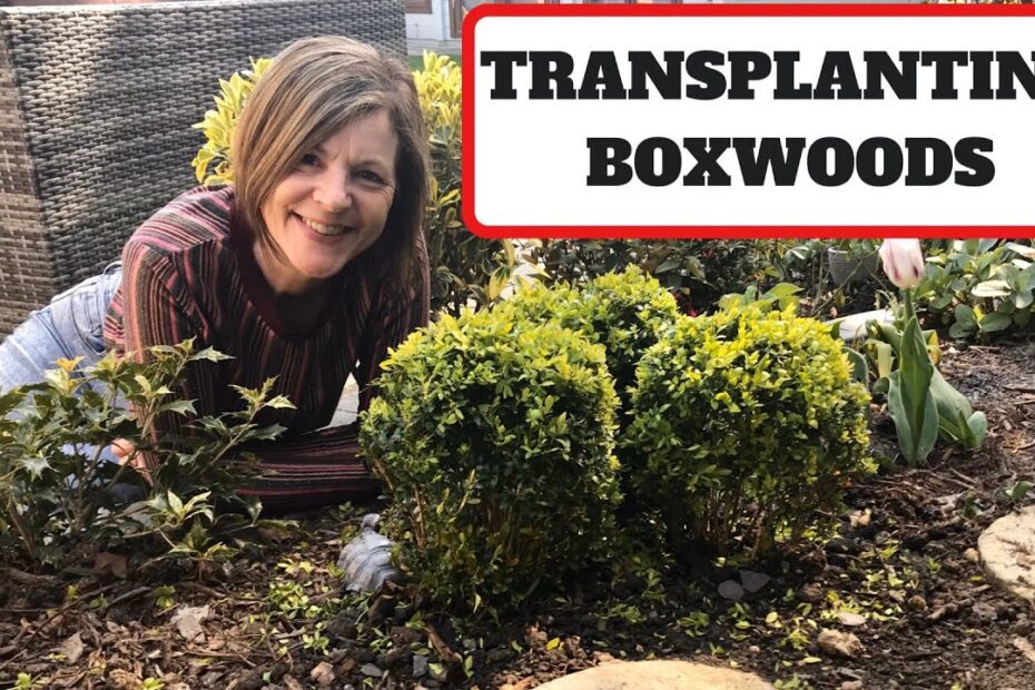 can you transplant boxwoods