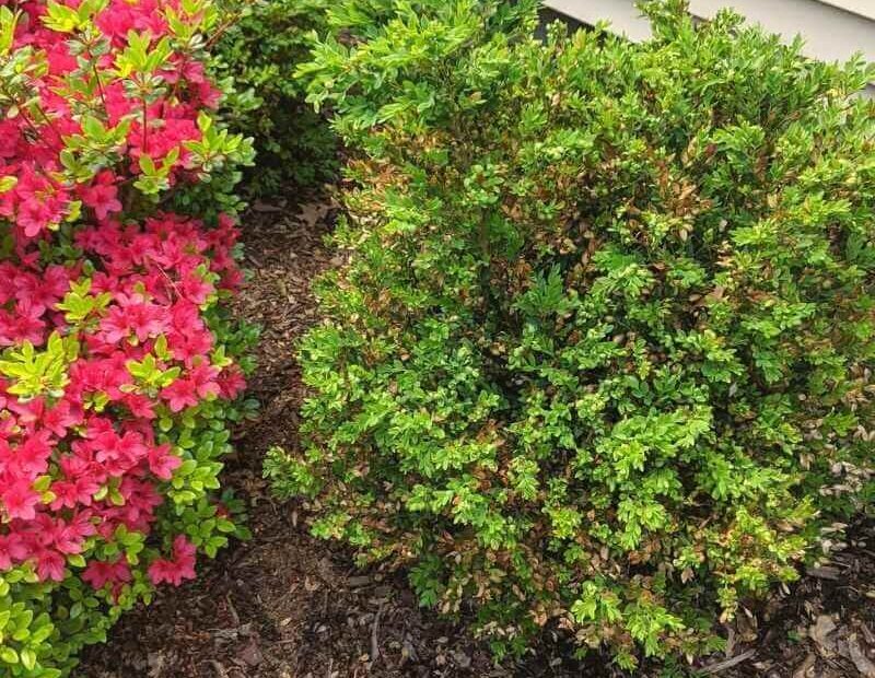 can you transplant boxwoods in the spring