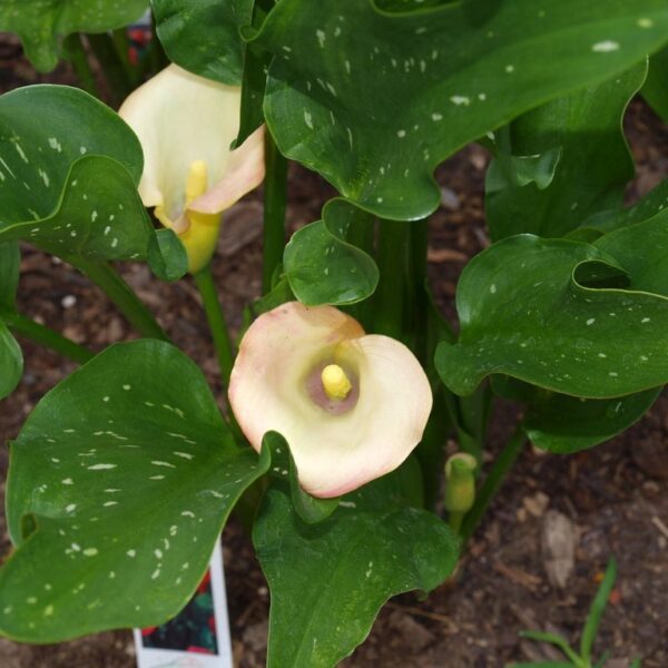 can you transplant calla lilies in the fall
