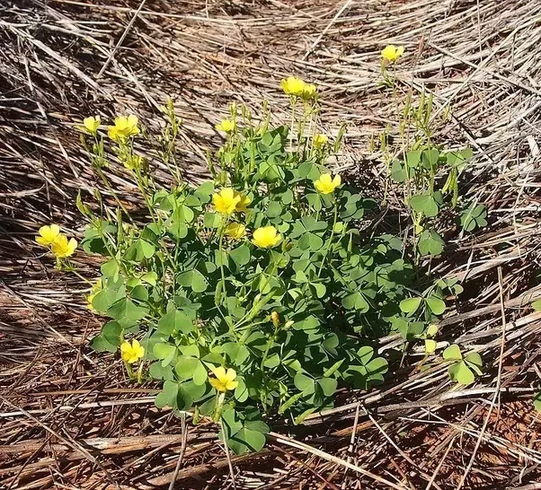 Can You Transplant Clover