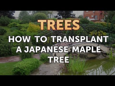 can you transplant japanese maple