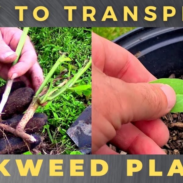 can you transplant milkweed