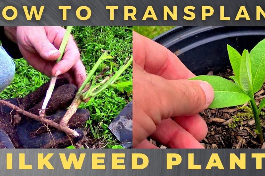 can you transplant milkweed