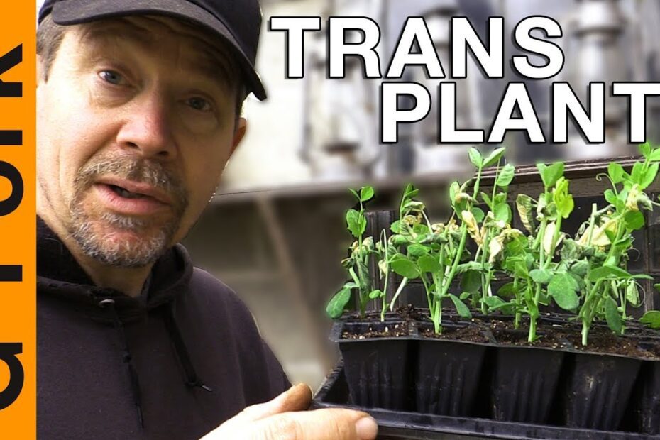 Can You Transplant Peas