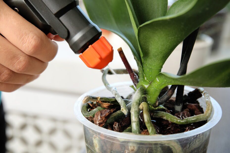 Can You Use Orchid Fertilizer on Succulents