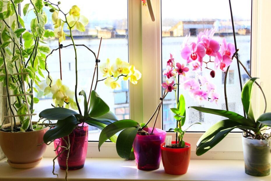 Can You Use Orchid Pots for Other Plants