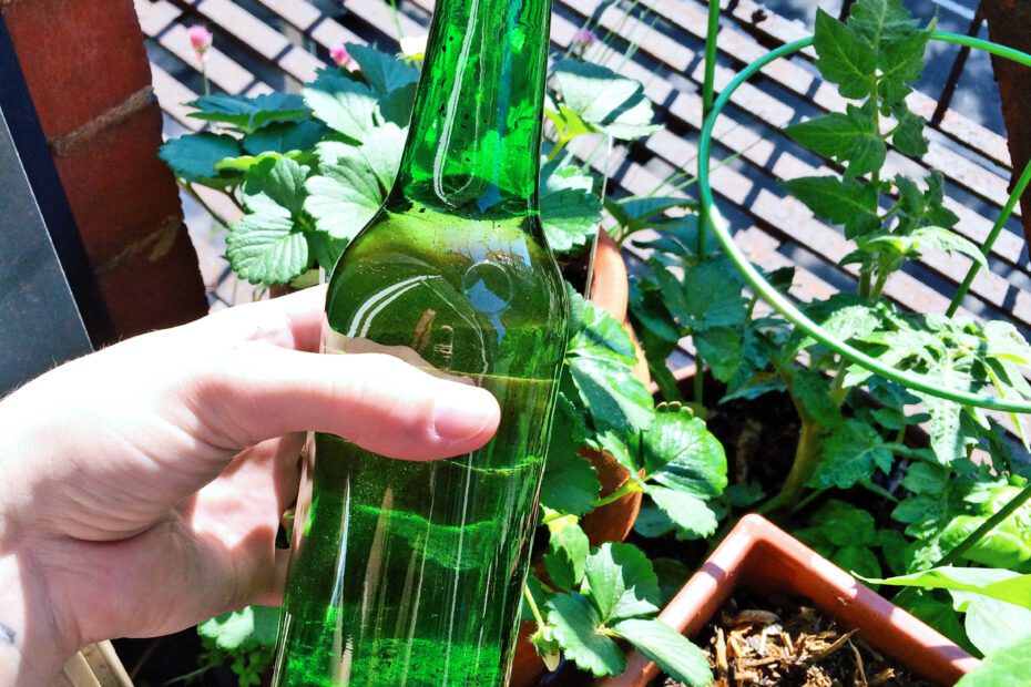 Can You Water Plants with Beer